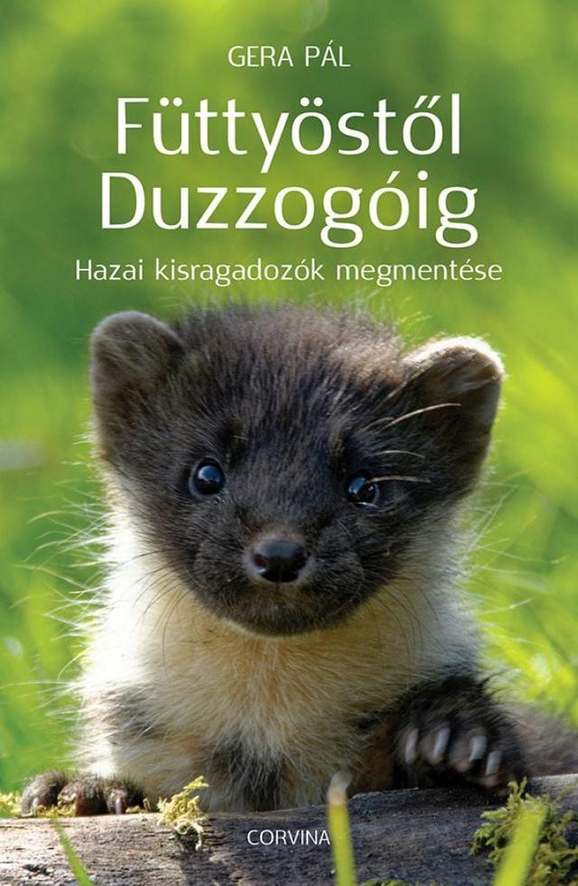 Füttyöstől Duzzogóig – Hazai kisragadozók megmentése
